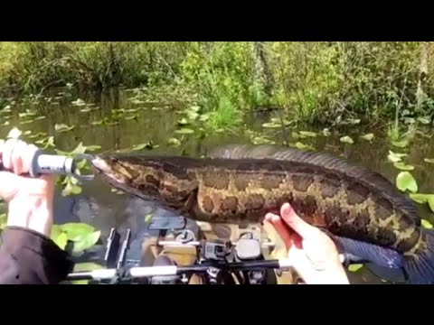 image-Are there snakeheads in Missouri?