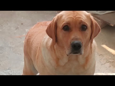 Kuhu playing Dogs #Rambo # Maddy