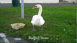 My balls nearly eaten by rabid swan