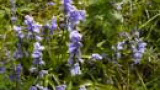Bluebells at Wivenhoe Woods
