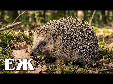 Zoo VR and Planet Earth