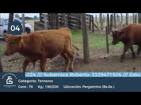 Lote Machos - Pergamino Bs As