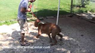 Training an Aggressive Dog - Athena the Cane Corso