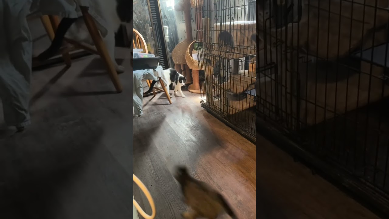 Enlarge Gigi (formerly known as Oak), a Adoptable mixed breed in Gardena, CA video 3/3