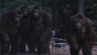 Download lagu Man Recorded Three Bigfoot Sneaking Into His Territory. What Happened Next Was Shocking mp3