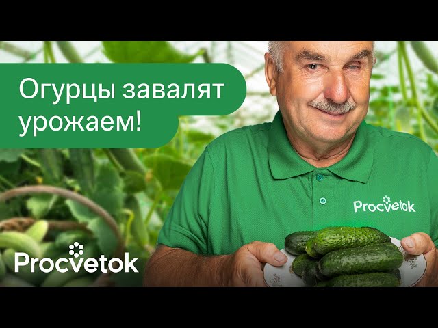 СРОЧНО ДАЙТЕ ЭТО ОГУРЦАМ В ИЮЛЕ и они будут обильно плодоносить до морозов!