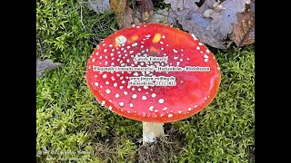 Galerie Fotoserie Fliegenpilz Amanita muscaria Hackenheim Rheinhessen