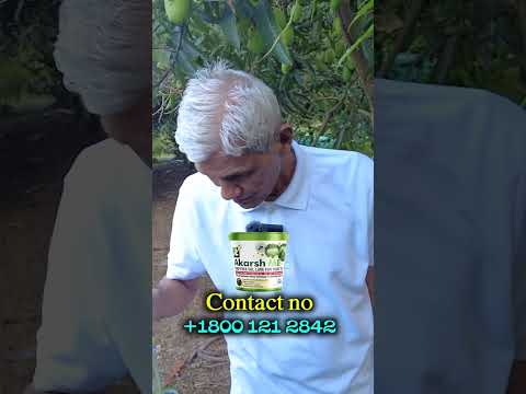 Akarsh ME పేస్ట్ పెట్టడం వలన మామిడిలో పండు ఈగను 100 శాతం నివారించవచ్చు || Fruit fly Management