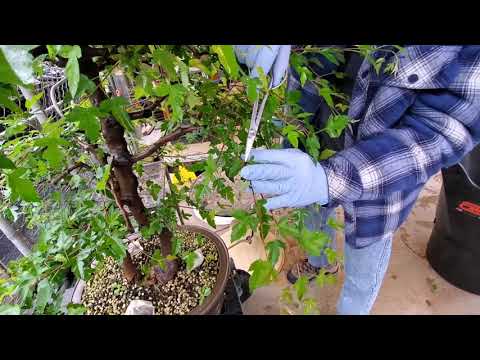 Ted Matson Bonsai Master Ben Oki nursery. The Huntington