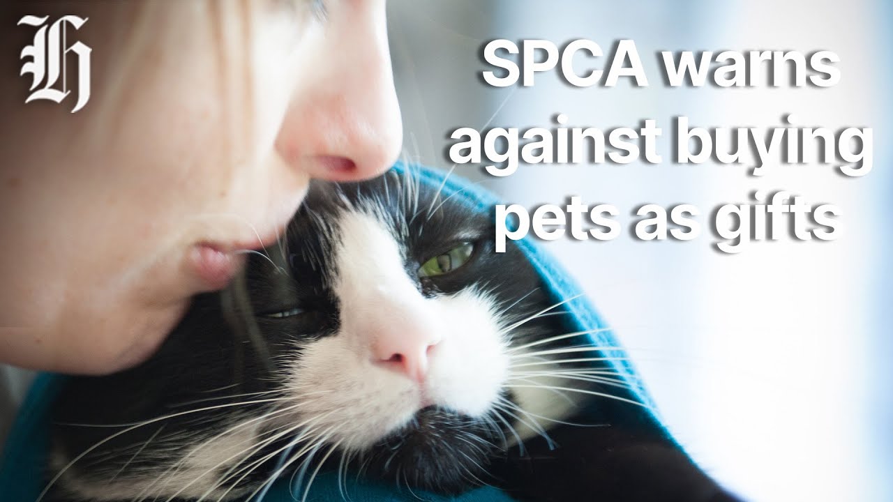 SPCA warns against buying pets as gifts this Christmas