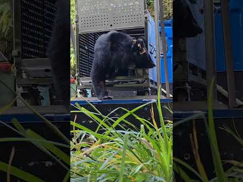 臺灣黑熊「利卡夢（Likavung）」走出籠門重返山林（2）。