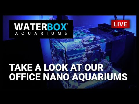 Episode 35:  Take a Look at our Office Nano Aquariums