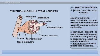 Țesutul muscular.
