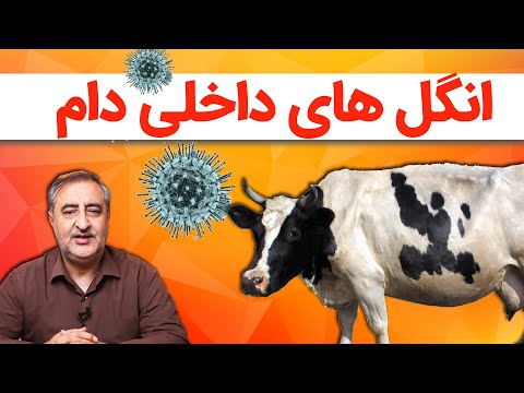 انگل های داخلی دام