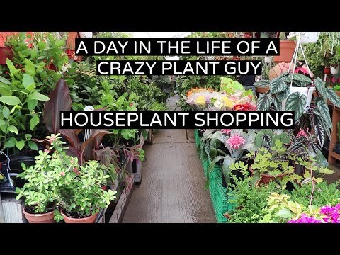 , title : 'Houseplant Shopping | Day In The Life Of A Crazy Plant Guy'