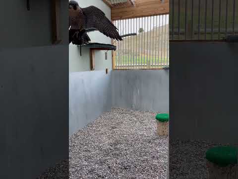 Voluntary Interactions -  Millie