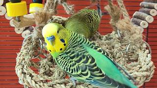 Budgies party sounds for lonely birds | Play this video on loop while away | Video for cats to watch