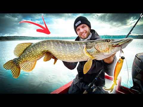 PIKE FISHING: Curly vs Paddle Lures 🔥🐊 (Cold Water Edition)