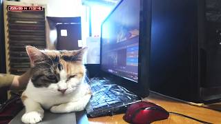 三毛猫フミちゃん  LIVE配信 #2　2026年8月13日　calico cat　(LIVE stream)