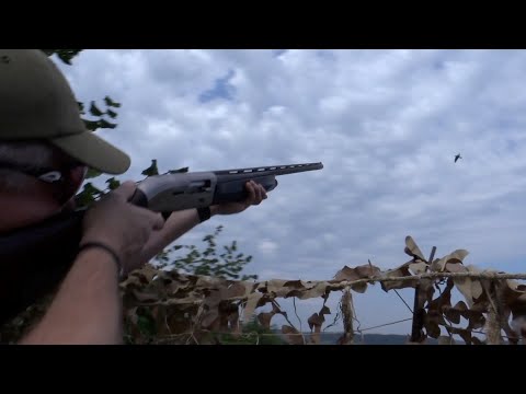 The Shooting Show – tough pigeon shooting in 30-degree heat