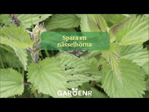 Spara en nässelhörna - Trädgårdshacks med GardenR