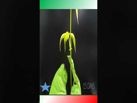 Cranberry bean Time Lapse