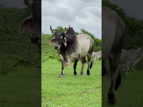 TOURO PERFEITO DA RAÇA GUZERÁ NA PARAÍBA #shorts