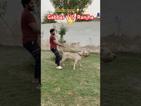 Gabbar badmash VS ranjha dog 😱 sw pet house | Samad pets vlog | Pakistani bully dog #bullydog #dog