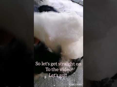 Asmr crushing snow❄️❄️