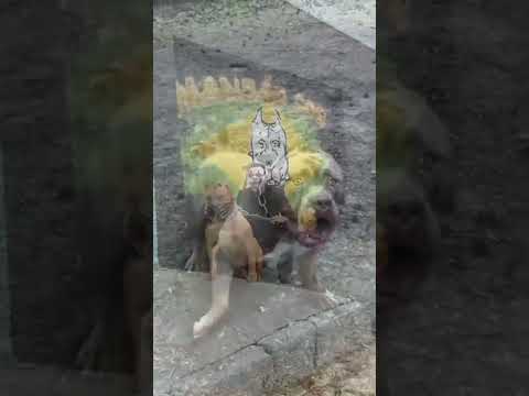 Pitbull lover 🐶 # dangerous dog breed 🤬 # pitbull dog # dog short # viral short