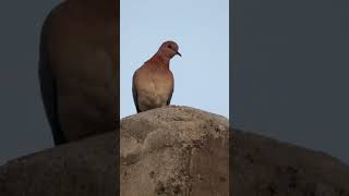 Download lagu merpati fakta burung merpati #merpati #burungmerpati #shorts mp3