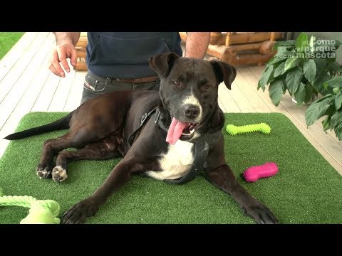 PSY – Kastracja. Wpływ na zdrowie i zachowanie