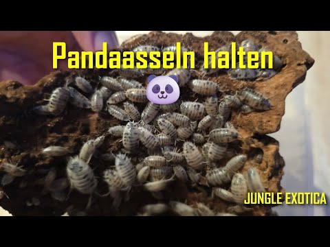 Perfekt für Einsteiger? 🐛 So halte ich meine Pandaasseln | Jungle Exotica
