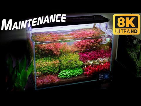 Planted Aquarium Maintenance