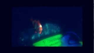 P Sherman, 42 Wallaby Way, Sydney - Dory (Finding Nemo 2003)