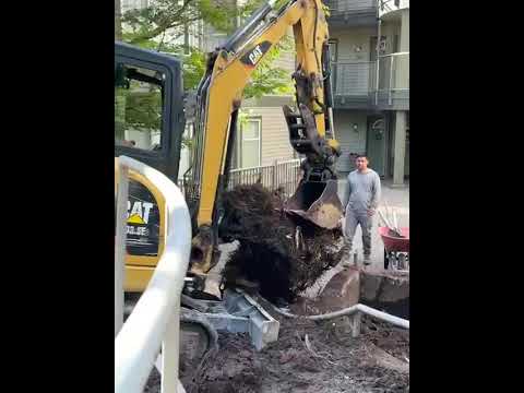 Large tree root being excavated for foundation waterproofing