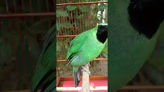 Download lagu Jenis Burung Kicau Yang Populer Di Indonesia !!! #burungkicau #hobiburung #kicaumania mp3 Download lagu Jenis Burung Kicau Yang Populer Di Indonesia !!! #burungkicau #hobiburung #kicaumania mp3