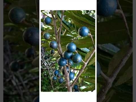 Original Rudraksha Tree #shortsfeed #shorts #mahadev #shiv #shiva #tree #youtubeshorts #trending