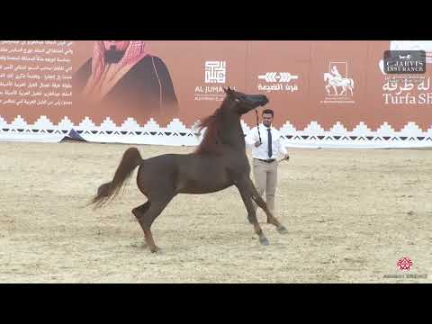 N 283 FAKHR AL KHALEDIAH   The Turfah Arabian Horse Show 2023   Stallions 10+ Years Old Class 12