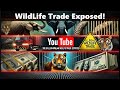 Wildlife Trafficking The DARK Truth Behind A 200B Industry