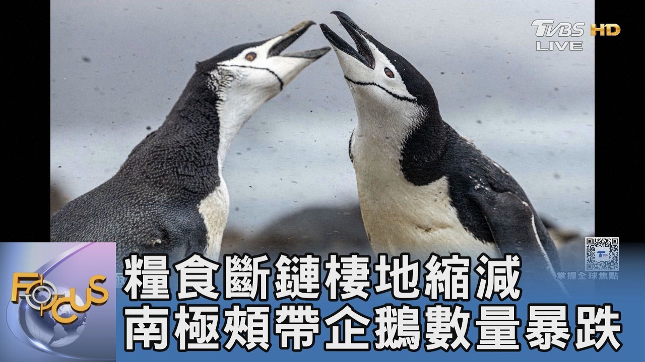 極端氣候與過度捕撈雙重打擊！南極頰帶企鵝數量雪崩 專家緊急申請變更保育等級