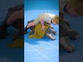 How To Wrestle An Alligator
