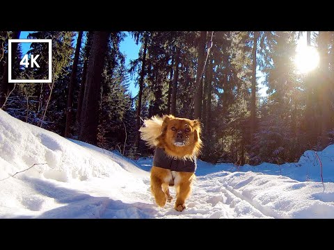 Hike on a Sunny Day in the Mountains Covered in Snow | 4K Virtual Dog Walk