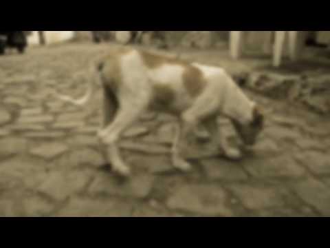 Malgravado'Sons - Nha Irmá feat Karraka(Oficial Teazer)