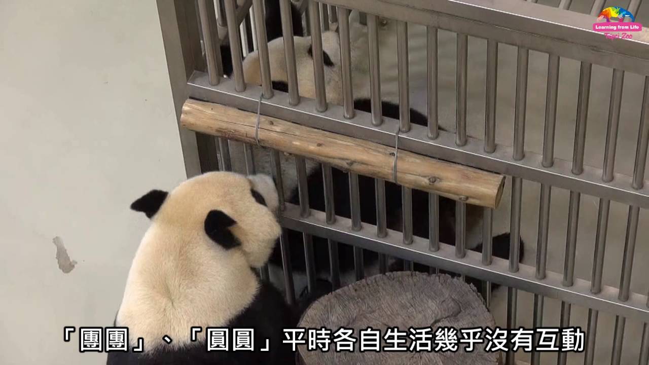 生日快樂!團團圓圓12歲了 夫妻相聚辦慶生趴
