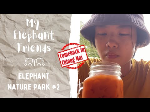 My Elephant Friends [[COMEBACK em Chiang Mai]] - ELEPHANT NATURE PARK EPISÓDIO #2