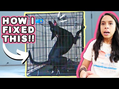 YouTube video about: How to crate train a rescue dog with separation anxiety?