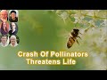 Why The Incredible Ecological Crash Of Bees And Pollinators Threatens Life As We Know It