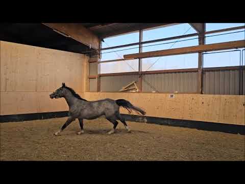 Maccarena Freispringen 09 03 2024