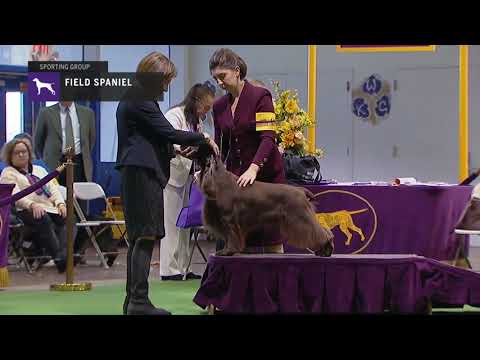 Field Spaniel | Breed Judging 2019
